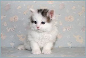 Male Siberian Kitten from Deedlebug Siberians